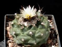 Thumbnail of 1865_Turbinicarpus swobodae_20160605_01(1).JPG